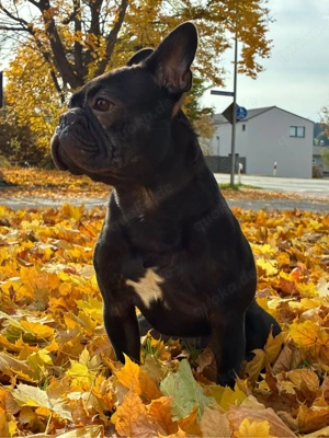 französische bulldogge lieber kerl sucht ein  zuhause 