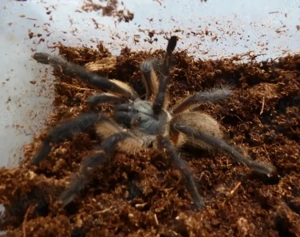 Monocentropus balfouri 3cm KL