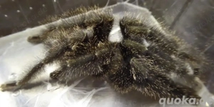 1.0 Psalmopoeus victori adult RH12 25