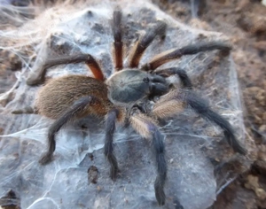 Monocentropus balfouri 3,5cm KL