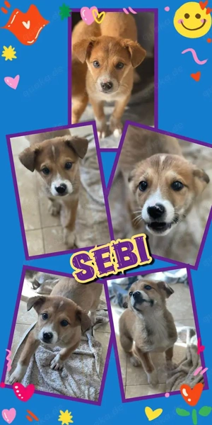 zuckersüßer Welpenjunge "Sebi" sucht ein liebevolles Zuhause 