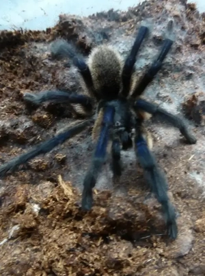 1.0 Monocentropus balfouri adult RH 12 25