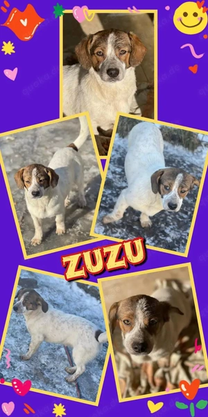 bezauberndes, wunderschönes Welpenmädchen "Zuzu" sucht ein Zuhause