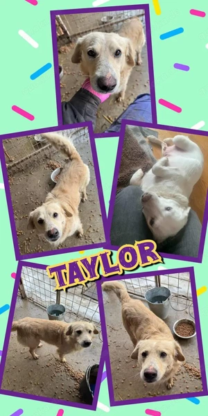 sehr lieber, menschenbezogener, offener Traumrüde "Taylor" hast DU ein Körbchen frei ?