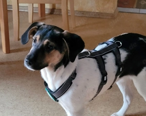 Unsere Zuckerschnute Minka sucht ihre Familie fürs Leben