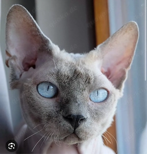 Suche 2 Sphnyx Kitten oder Katze 