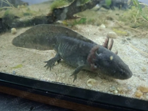 Axolotl zur Abgabe