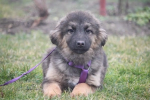 Unser kleiner, wuscheliger Sonnenschein Bärchi sucht ein neues Kuschelkörbchen