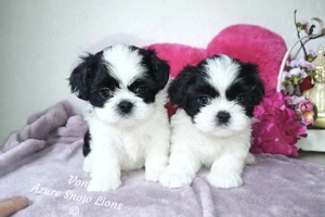 Shih tzu welpen mit ahnentafel 