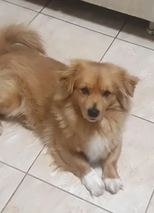 Kleiner Leo - wurde herzlos ausgesetzt - sucht neues liebevolles Zuhause