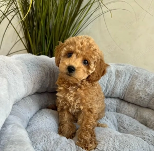 Maltipoo-welpen  Bild 6