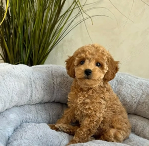 Maltipoo-welpen  Bild 7