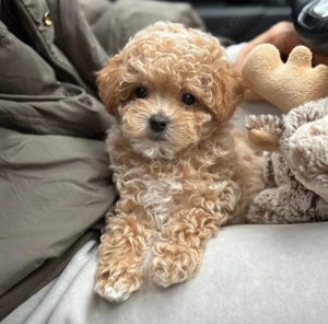 Maltipoo-Welpen Bild 3