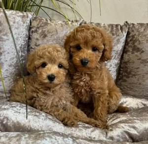 Maltipoo-welpen  Bild 8