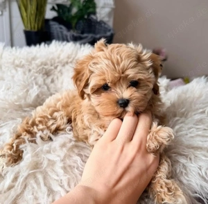 Maltipoo-Welpen Bild 2