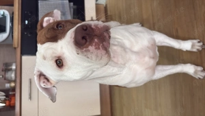 In gute Hände abzugeben Herzens gute mischlings Hündin 