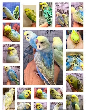 Junge Rainbow's HANDZAHME Wellensittiche Bild 3