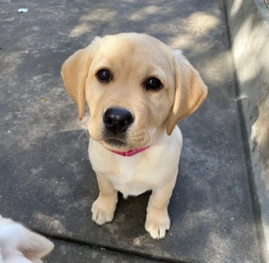 Sehr süße Labrador Welpen abzugeben