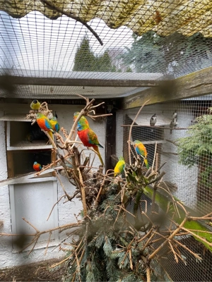 Schönsittiche rotbäuchig