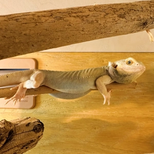 Bartagame Witblitz, Leatherback