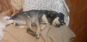 Mia   Herzenshund sucht ihre Menschen! Bild 5