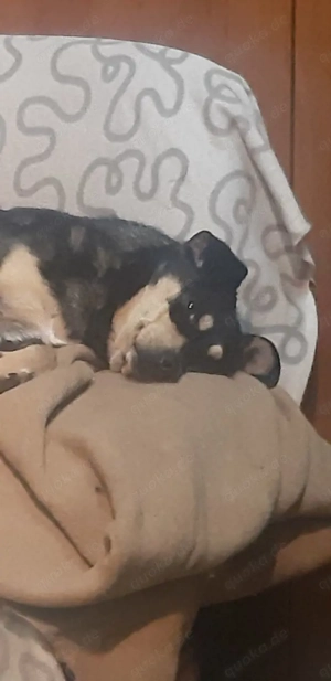 Mia   Herzenshund sucht ihre Menschen! Bild 3