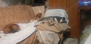 Mia   Herzenshund sucht ihre Menschen! Bild 6