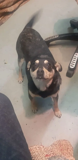 Mia   Herzenshund sucht ihre Menschen! Bild 2