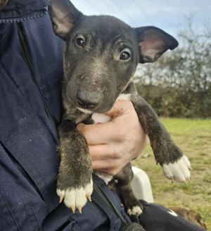 Letzter Schokoträger Miniatur Bullterrier Welpe mit Ahnentafel