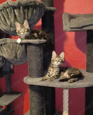 Unsere letzten Cooni Mäuse sichen ihren Dosenöffner 