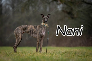 Wer möchte mit dieser besonderen und bezaubernden Hündin gemeinsam durchs Leben gehen?