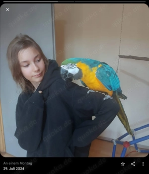 Ein Paar Gelbbrust Ara