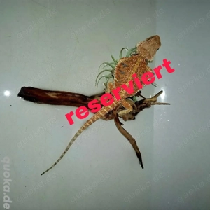 Bartagame 100%Tiger Jungtiere