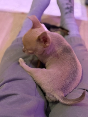 Süßer Chihuahua Welpe(weibl)sucht ein neues Zuhause 