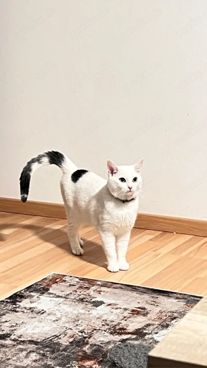    Leo, junger Kater sucht ein neues Zuhause