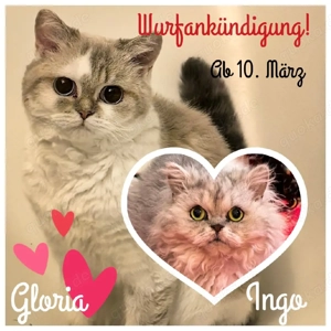 Süße lockige und glatthaarige Selkirk Rex Kätzchen 