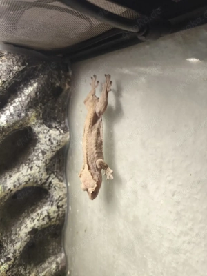 Kronengecko Weibchen 