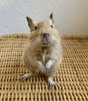 Zwei sehr zahme Degu-Böckchen