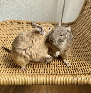 Zwei sehr zahme Degu-Böckchen
