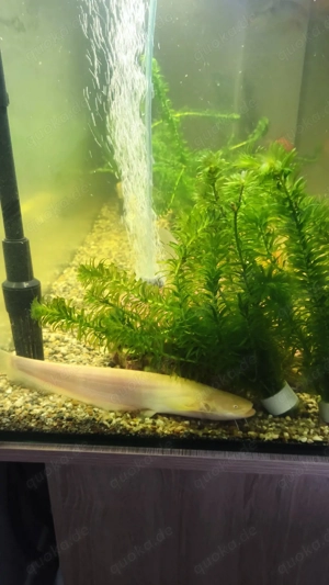 Albino wels Pangasius