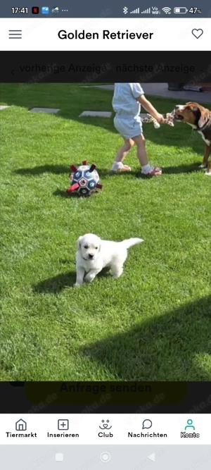 Golden Retriever Welpen Bild 10