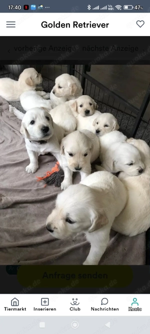 Golden Retriever Welpen Bild 8