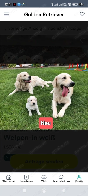 Golden Retriever Welpen Bild 9