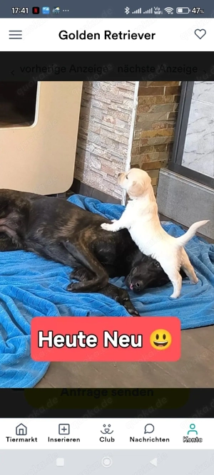 Golden Retriever Welpen Bild 7