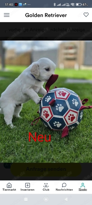 Golden Retriever Welpen Bild 5