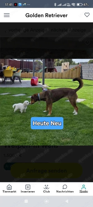 Golden Retriever Welpen Bild 4