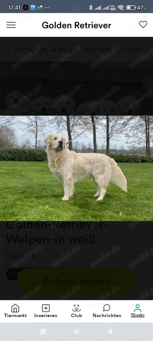 Golden Retriever Welpen Bild 6