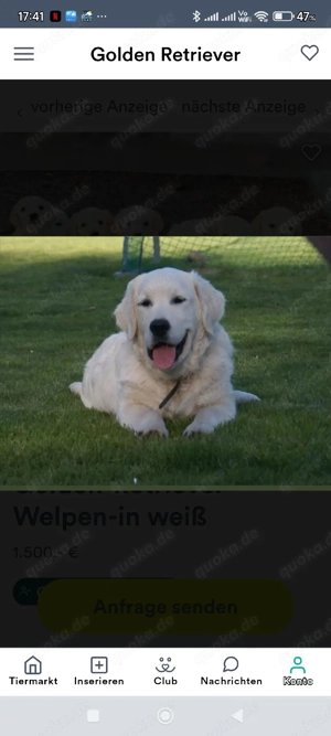 Golden Retriever Welpen Bild 3