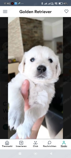 Golden Retriever Welpen Bild 2