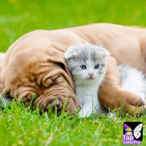 Hundefreund gesucht  Hundekorb zu vergeben 